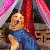 Vastramay Dogs' Blue And Gold Silk Blend Dress Ethnic Wear For Pets
