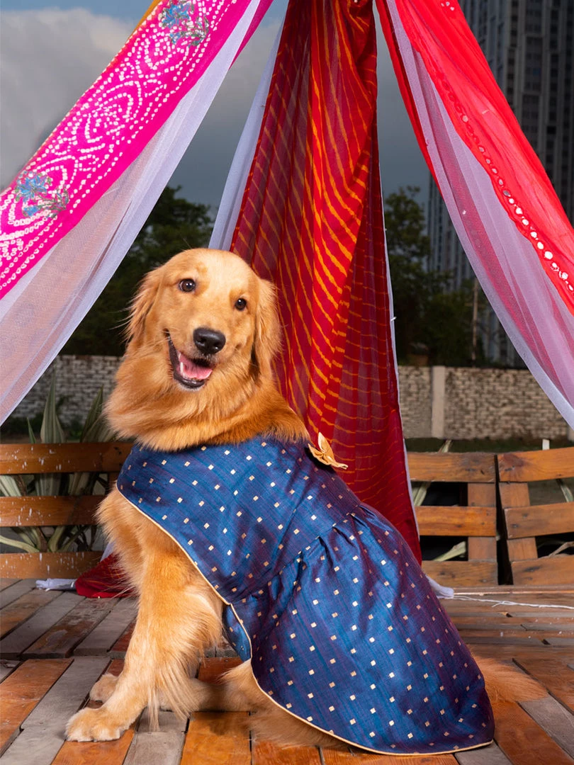 Vastramay Dogs' Blue And Gold Silk Blend Dress Ethnic Wear For Pets 3 Vastramay Dogs' Blue And Gold Silk Blend Dress Ethnic Wear For Pets