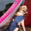 Vastramay Dogs' Blue And Gold Silk Blend Ethnic Jacket Ethnic Wear For Pets